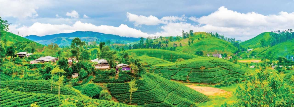 sri-lanka-wedding-trending-destination-international-foreign-wedding-planners.jpg